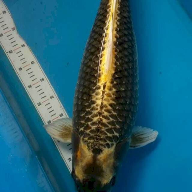 Kabuto 70cm female