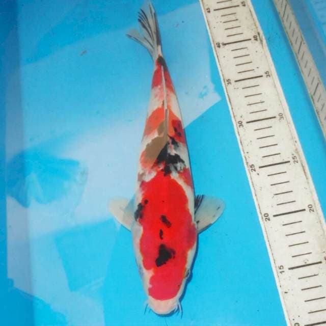 SANSHOKU