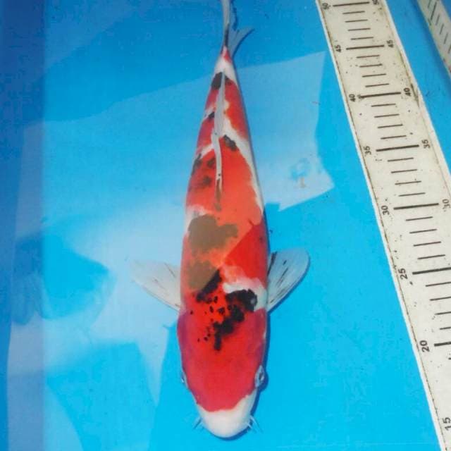 35cm SANKE
