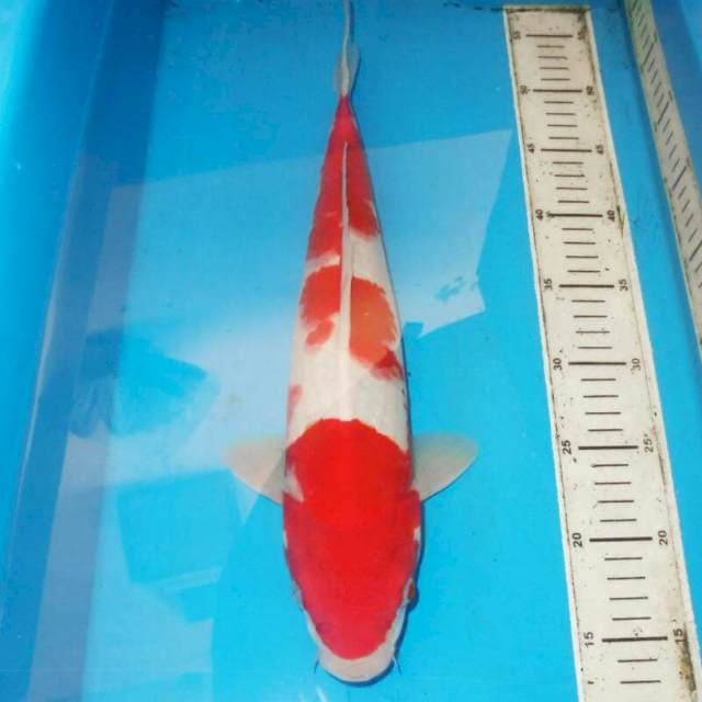 40cm KOHAKU