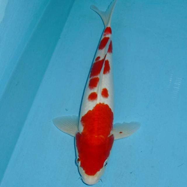 Sakura Kohaku Top