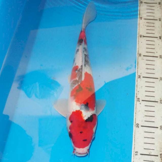 32cm SANKE