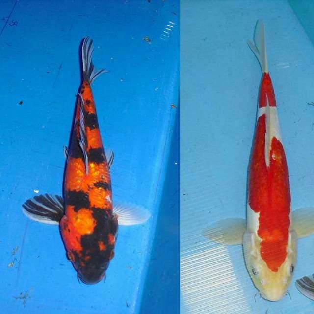 Doitsu kohaku (30 cm) & Hi showa (28 cm)