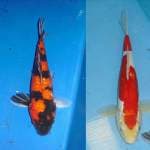 Doitsu kohaku (30 cm) & Hi showa (28 cm)