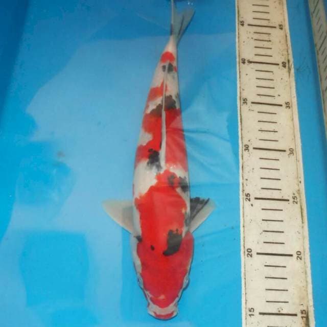 33cm SANKE
