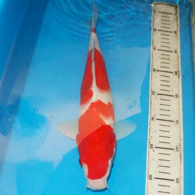 35cm KOHAKU