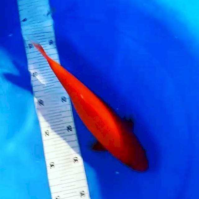 Akahajiro 27 cm