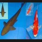 Chagoi good ring (30 cm) & Doitsu Inazuma Kohaku (26 cm)