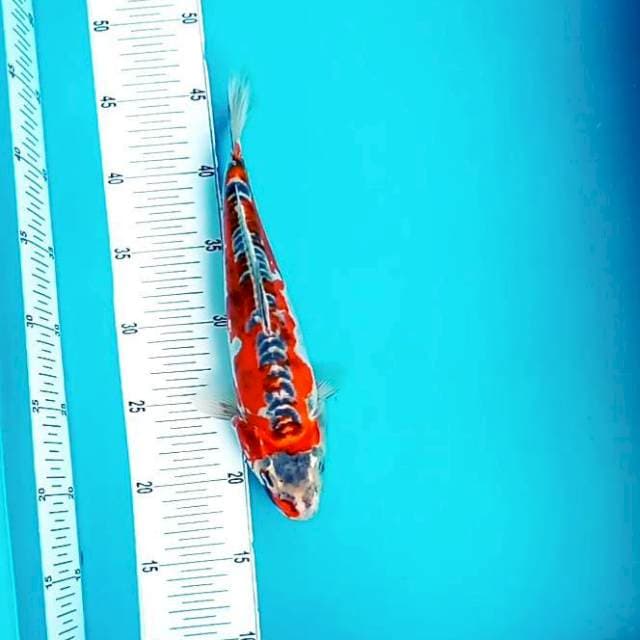 BeniKiko Quality #29cm