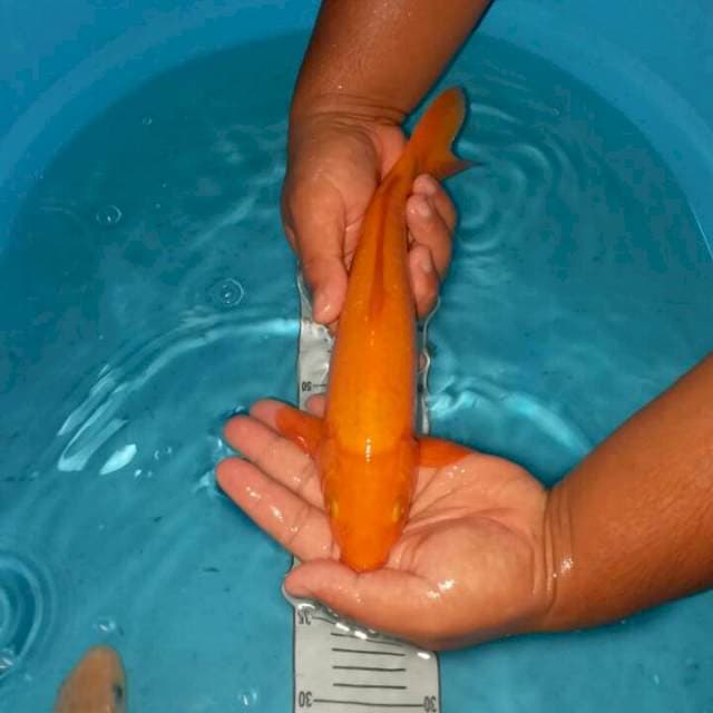 orenji 30 cm