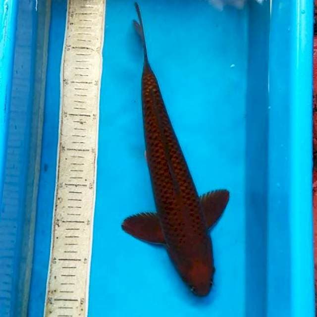 Cagoi tembaga 40cm