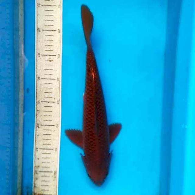 Cagoi tembaga 36cm
