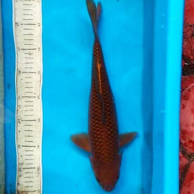 Cagoi tembaga 38cm