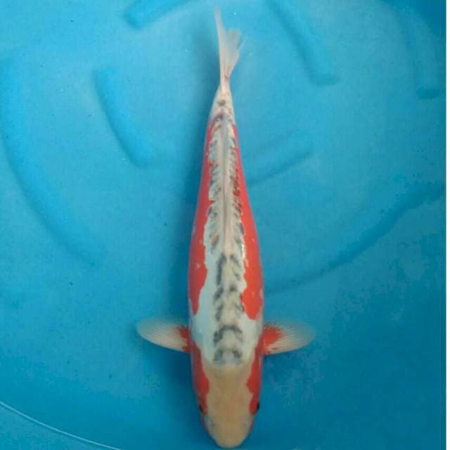 Yamaju Jumbo Male Shusui