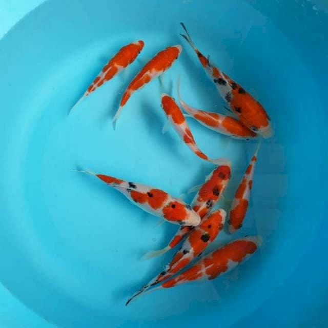 paket Sanke kohaku 10 ekor
