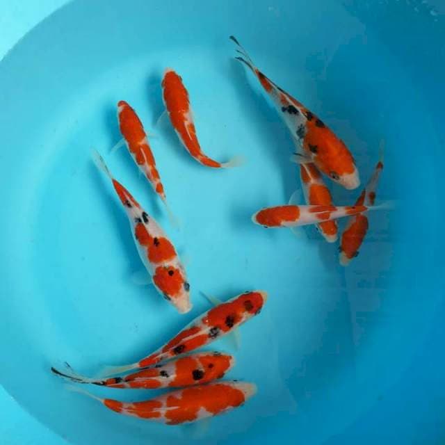 paket Sanke kohaku 10 ekor