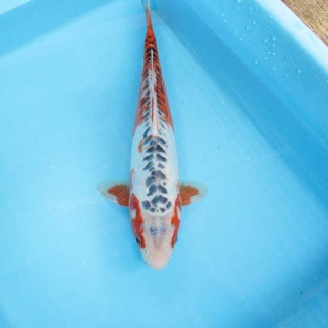 Hanashusi ±34cm