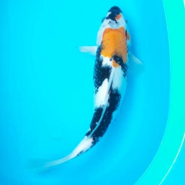 35 cm showa