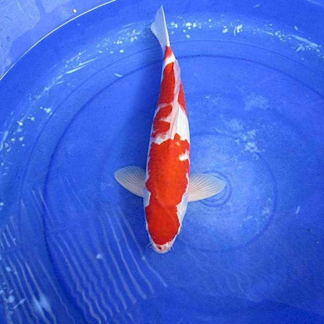 Kohaku male ±35cm
