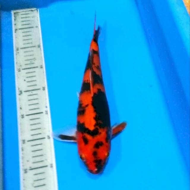 Hiutsuri jozz sq male 35bu