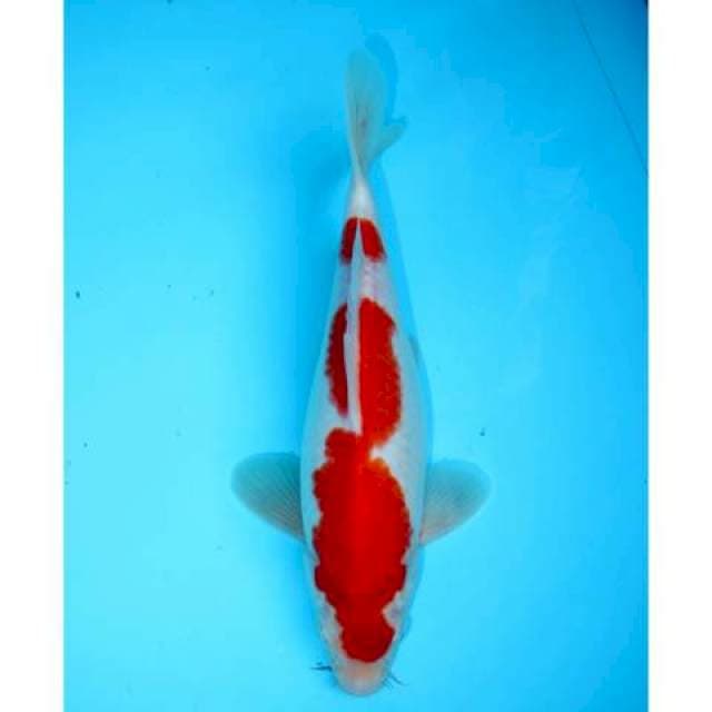 KOHAKU 26 CM FEMALE