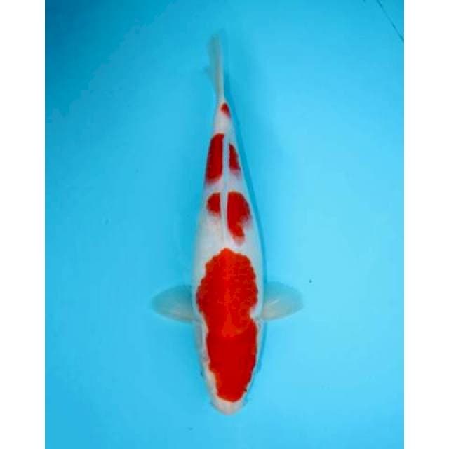 YONDAN KOHAKU 33CM FEMALE