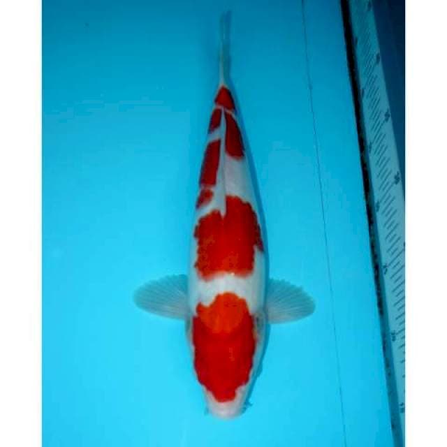KOHAKU SAKURA 32 CM FEMALE