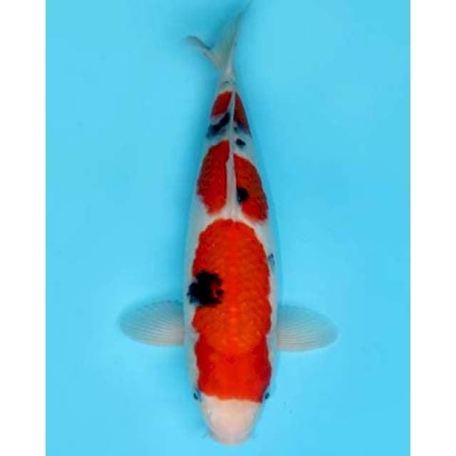 SANKE SANDAN 38 CM FEMALE