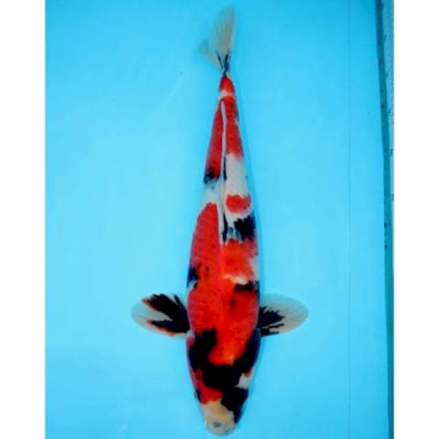 SHOWA SANSHOKU 42 CM MALE