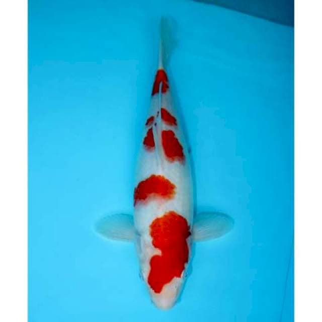 KOHAKU SAKURA 31 CM FEMALE