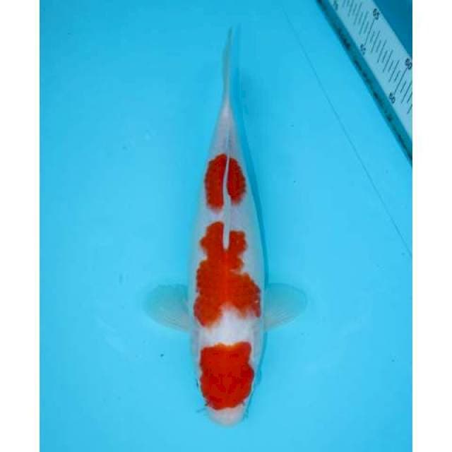 SANDAN KOHAKU 28 CM FEMALE