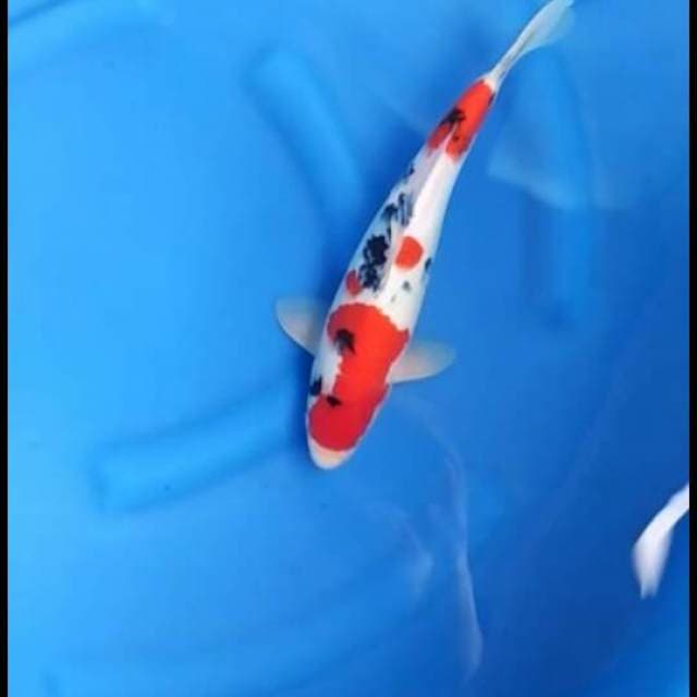 Red Taisho Sanke F1 34cm male 
