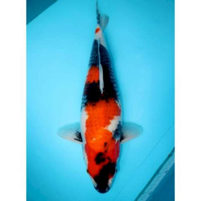 SHOWA SANDAN 48 CM FEMALE