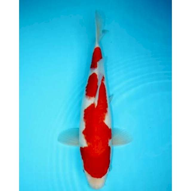 KOHAKU 39 CM FEMALE