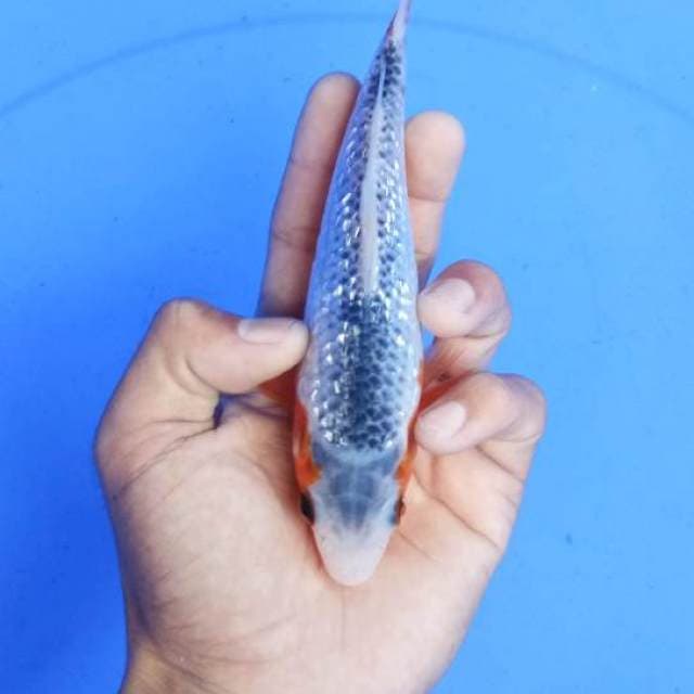 Ginrin16cm