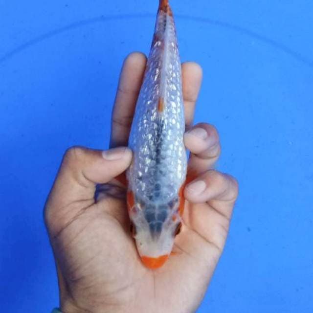 Ginrin18cm