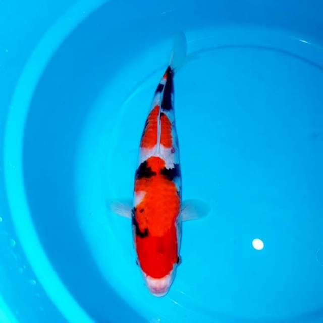 Showa shansoku