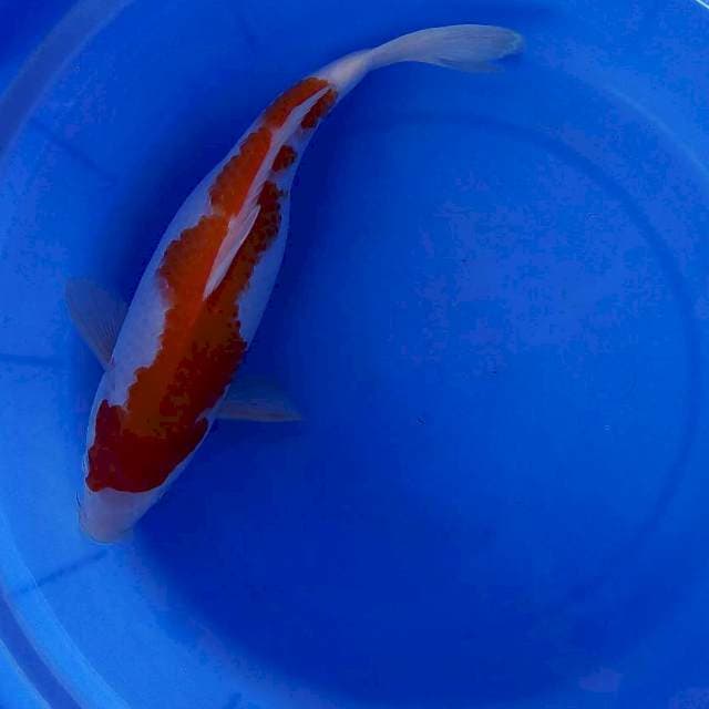 Kohaku inazuma 30cm