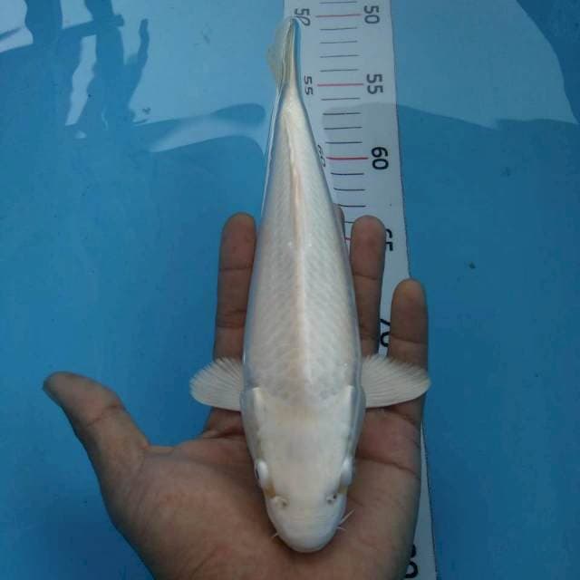 Platinum 25cm