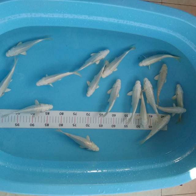 Platinum 15-17cm (16 ekor)