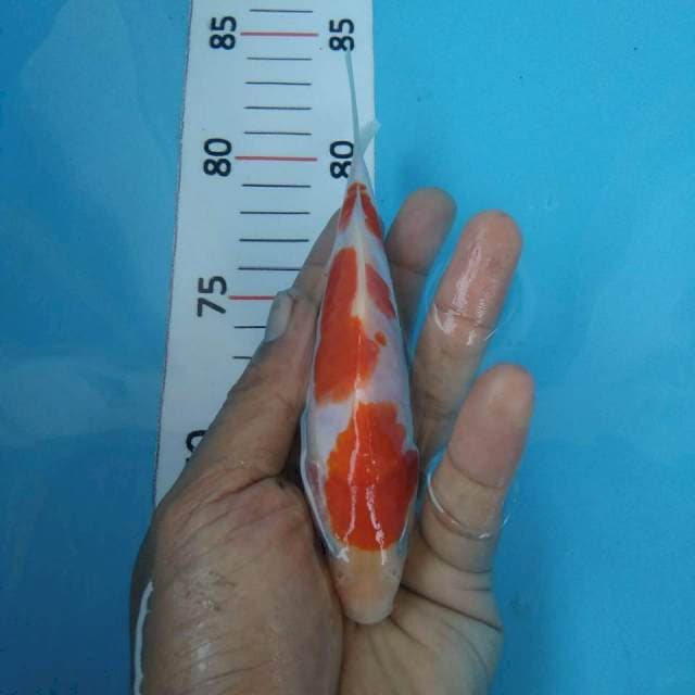 Kohaku doit 15cm