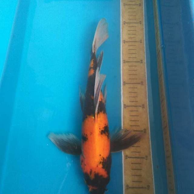 Kumpay utsuri selendang panjang