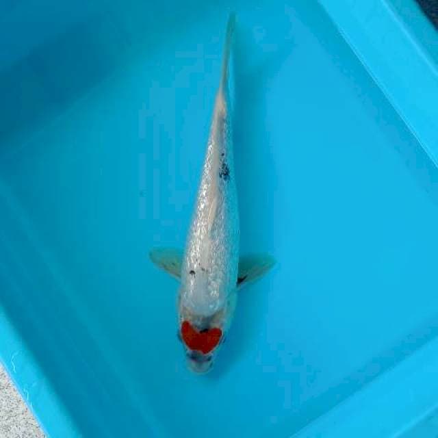 TANCHO SHOWA GINRIN 28 CM