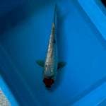 TANCHO SHOWA GINRIN 28 CM