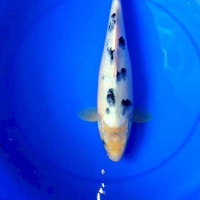 BEKKO
