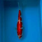 KOHAKU 30 CM 