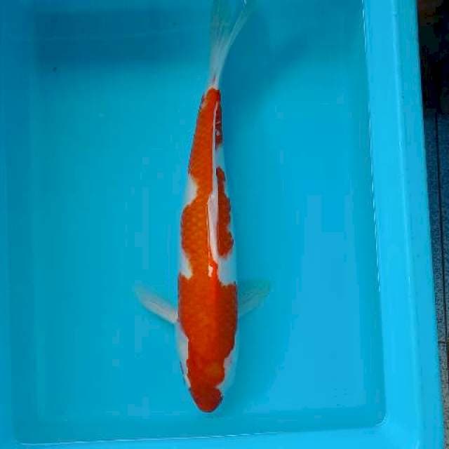 KOHAKU 39 CM