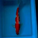 KOHAKU 39 CM