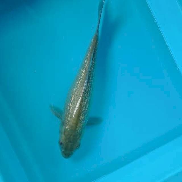 SORAGOI GINRIN 29 CM