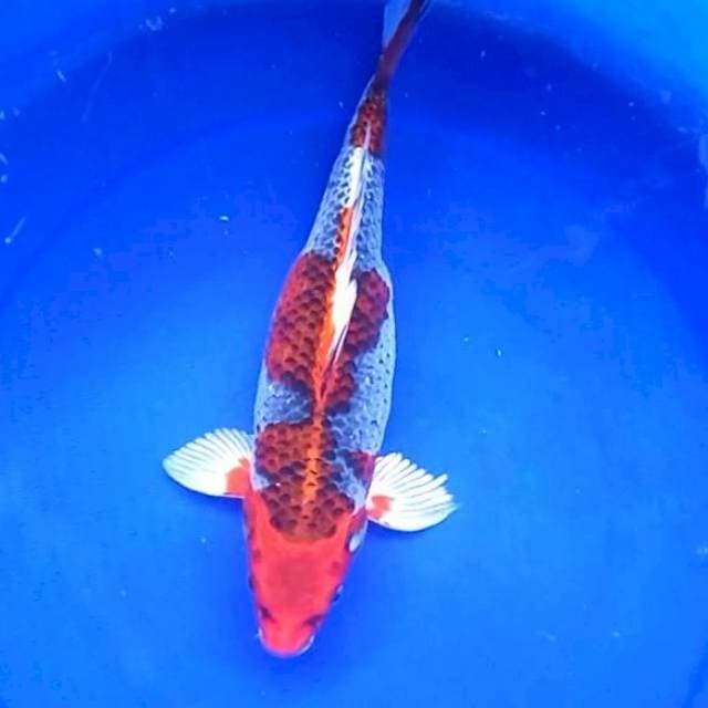 KUJAKU FEMALE # 37CM